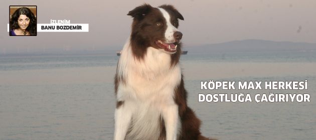 Köpek Max herkesi dostluğa çağırıyor…