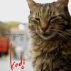 Kedi