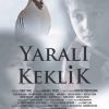 Yaralı Keklik